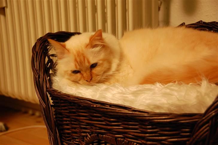 Hellig Birma Pr Tsung's Azza billede 11