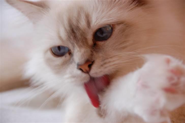 Hellig Birma Von Frey's Queenie billede 7