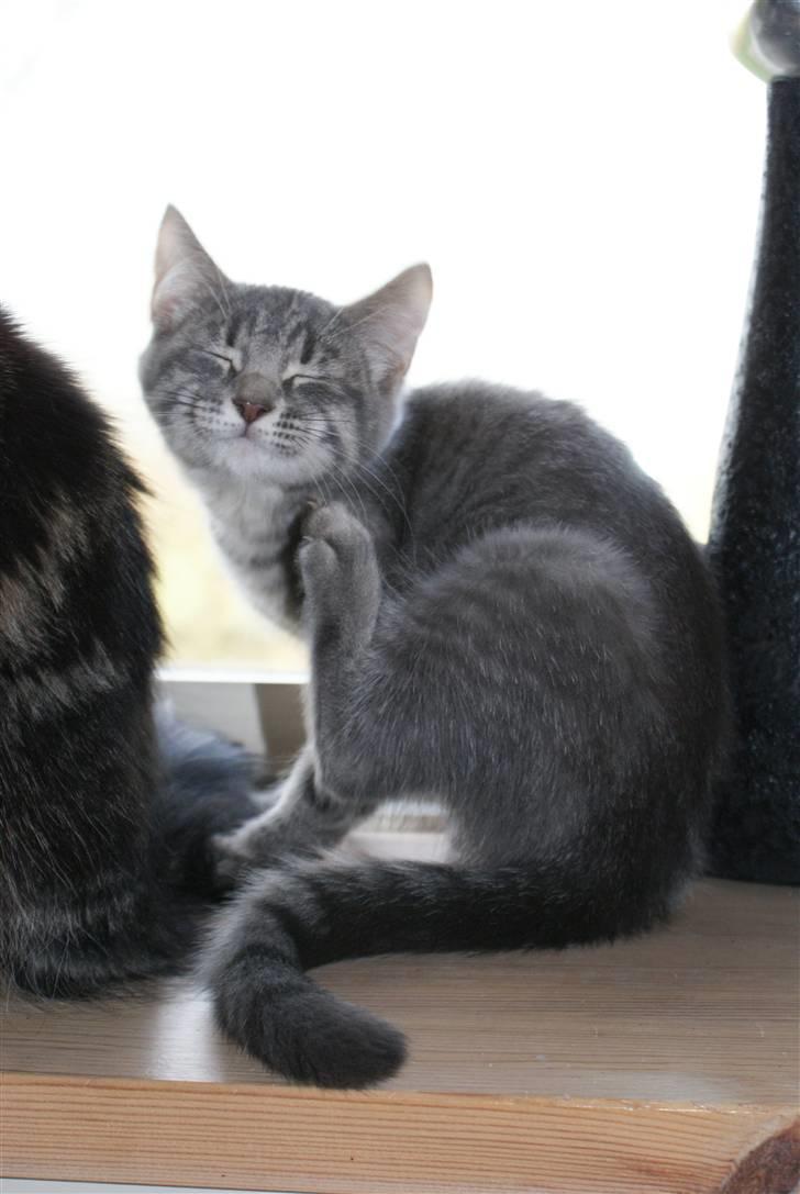 Blanding af racer Raja billede 1