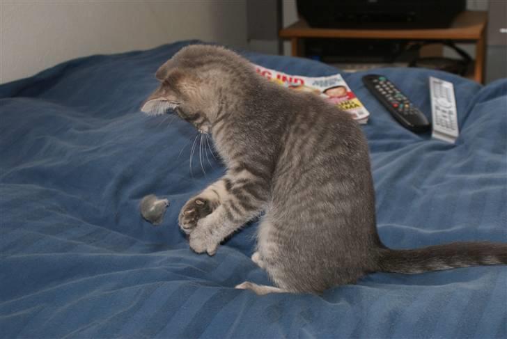 Blanding af racer Raja billede 2