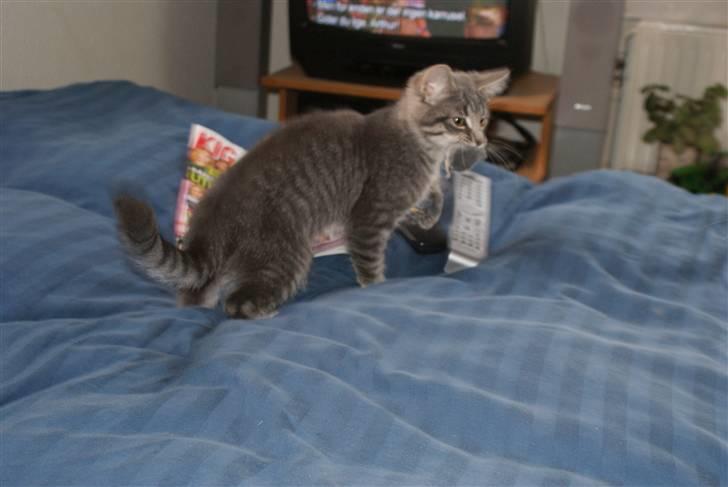 Blanding af racer Raja billede 3