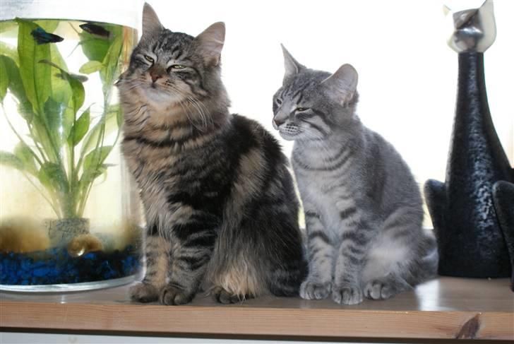 Blanding af racer Raja billede 4