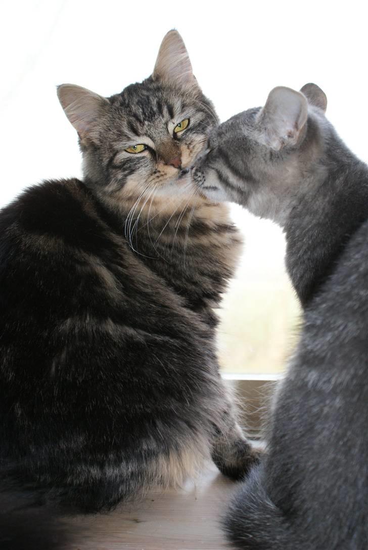 Blanding af racer Raja billede 5