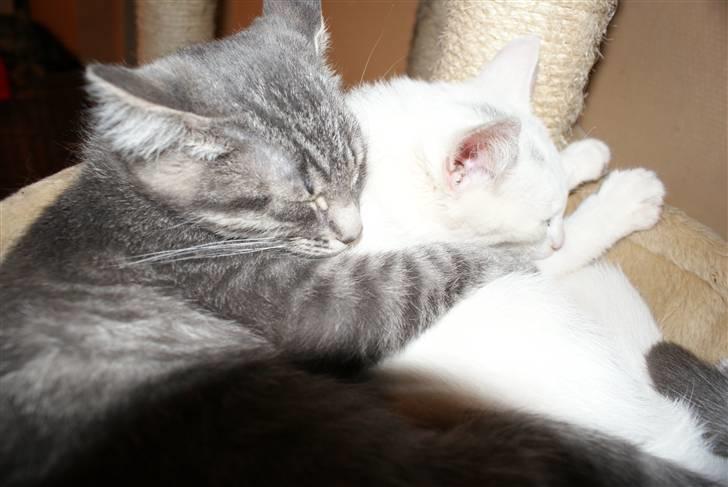 Blanding af racer Raja billede 6