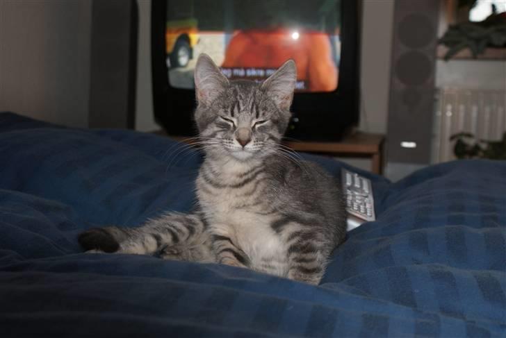 Blanding af racer Raja billede 7