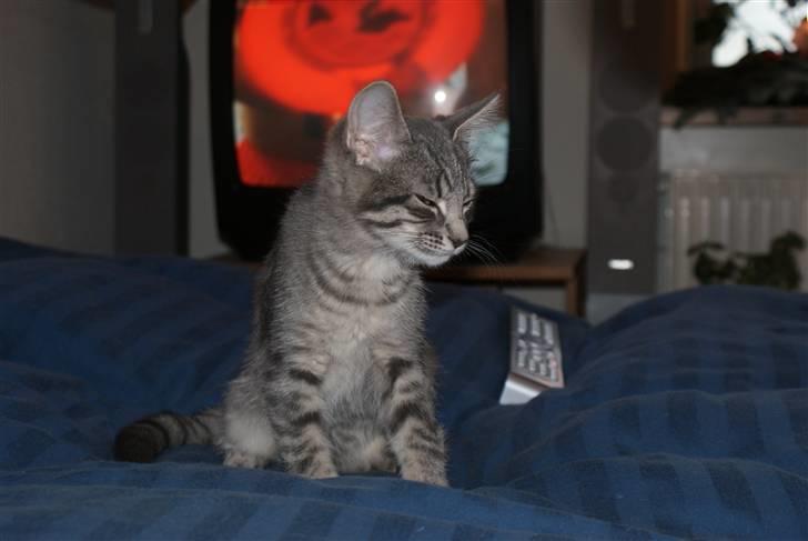 Blanding af racer Raja billede 8