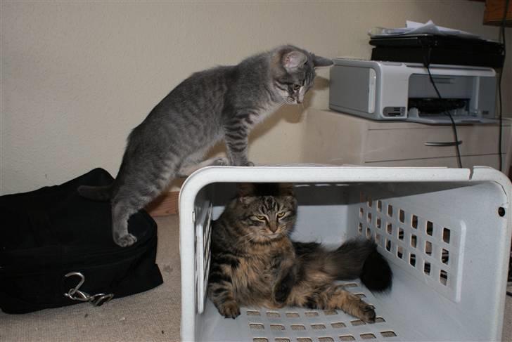 Blanding af racer Raja billede 9