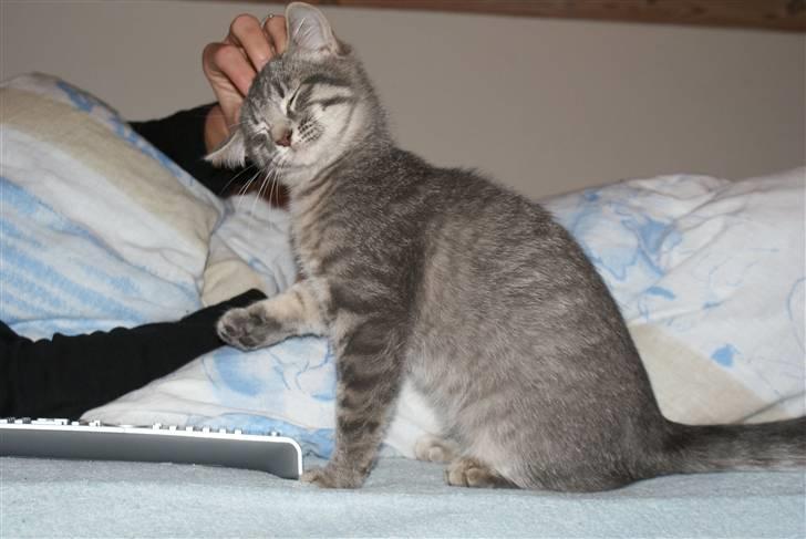 Blanding af racer Raja billede 10