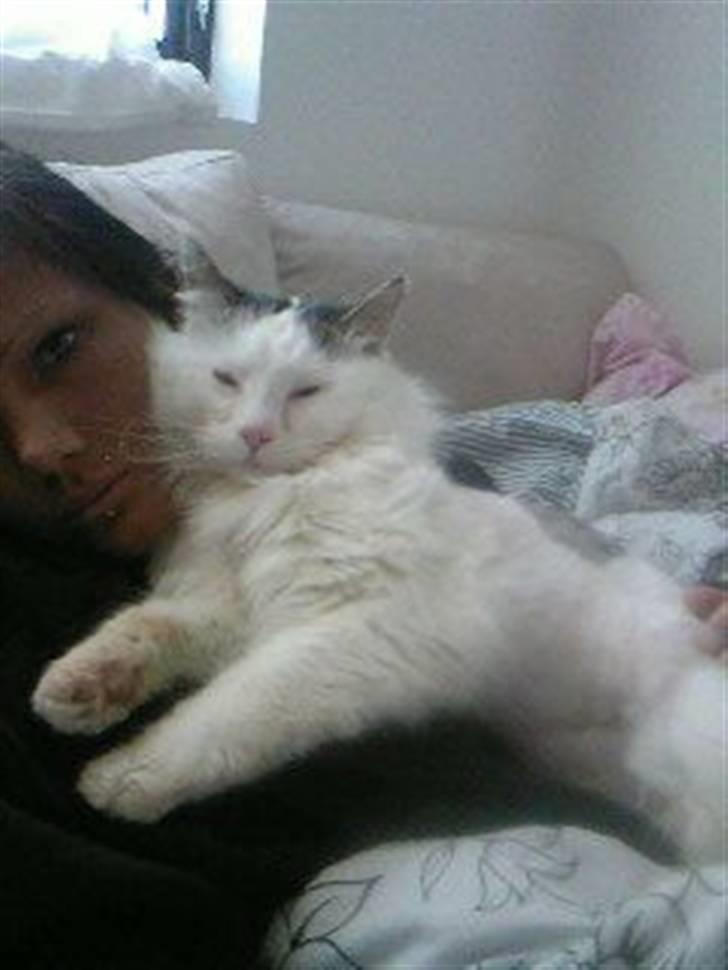 Tyrkisk Van Stefan billede 6