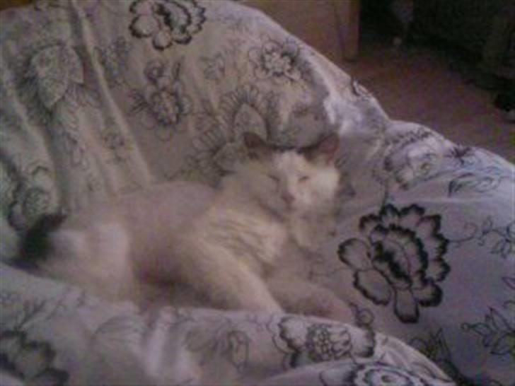 Tyrkisk Van Stefan billede 7