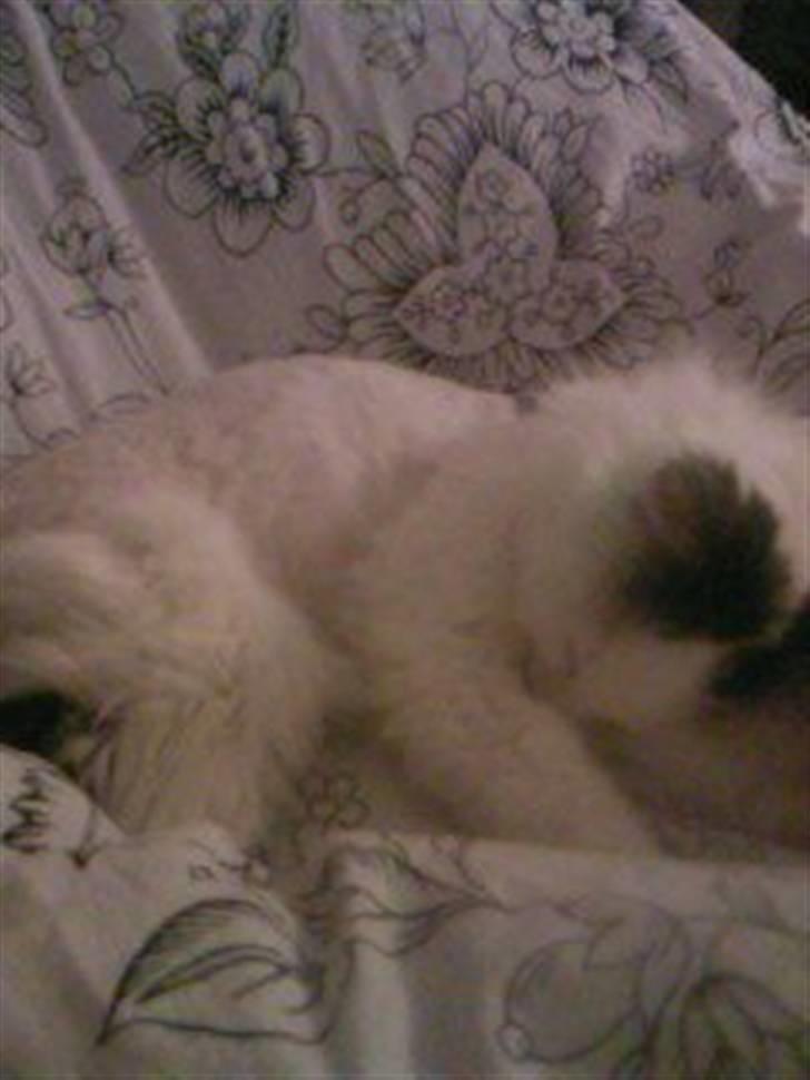 Tyrkisk Van Stefan billede 8