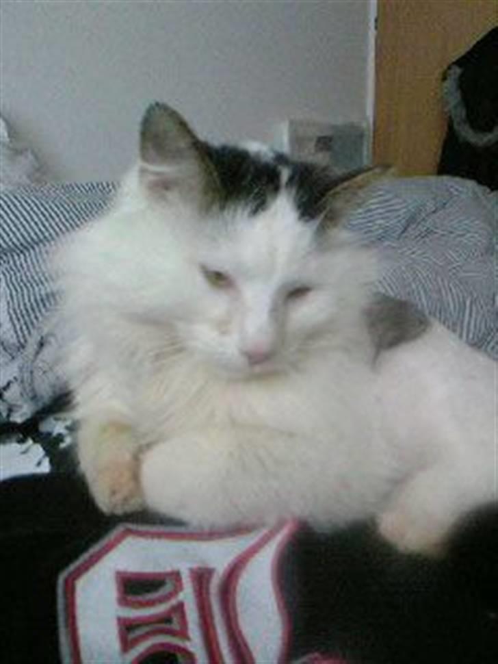 Tyrkisk Van Stefan billede 9