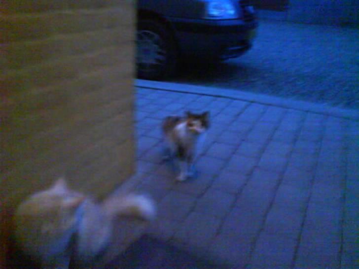 Blanding af racer Mutte (Aflivet) billede 4