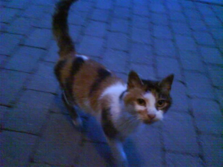 Blanding af racer Mutte (Aflivet) billede 5