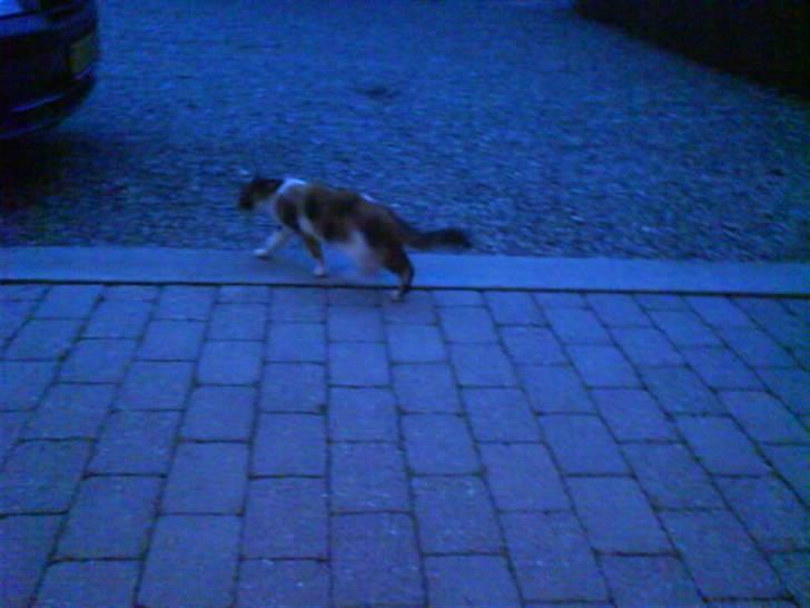 Blanding af racer Mutte (Aflivet) billede 6