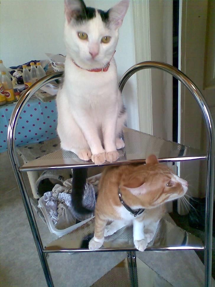 Huskat Lucifer billede 18