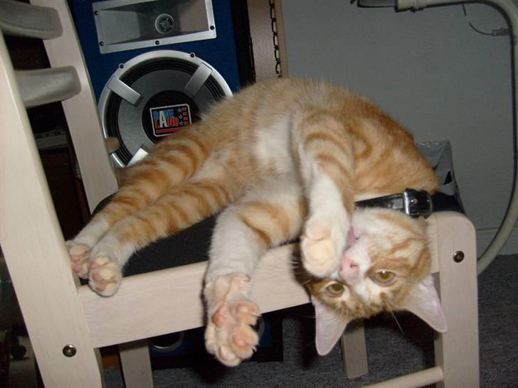 Huskat Rollo billede 20