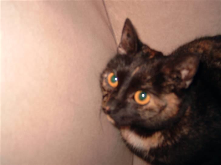 Huskat minni mis billede 12