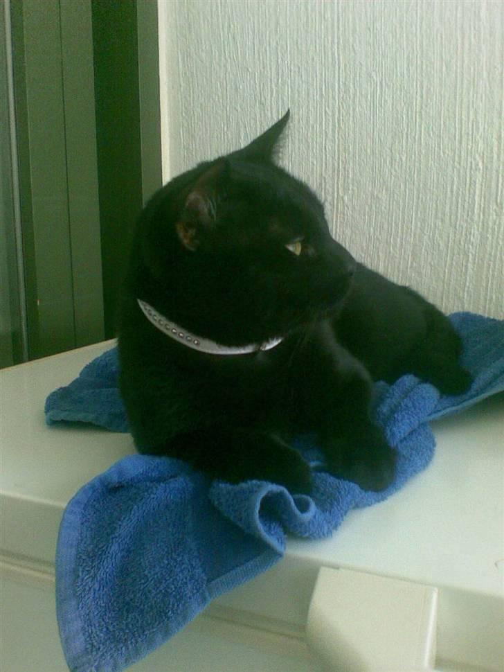 Huskat Kovu - Velkommen til min profil (=  billede 1