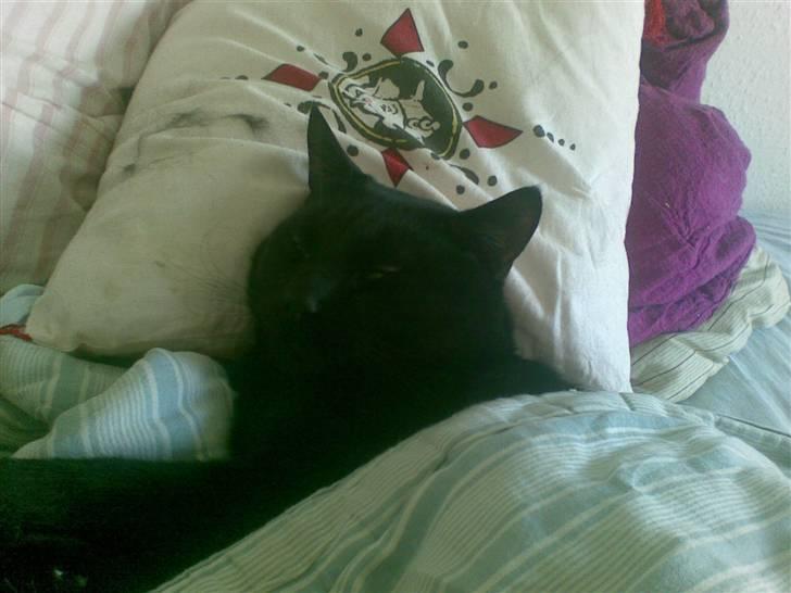 Huskat Kovu - Det beste jeg ved, er ligge hos min mor og sove (:  billede 2