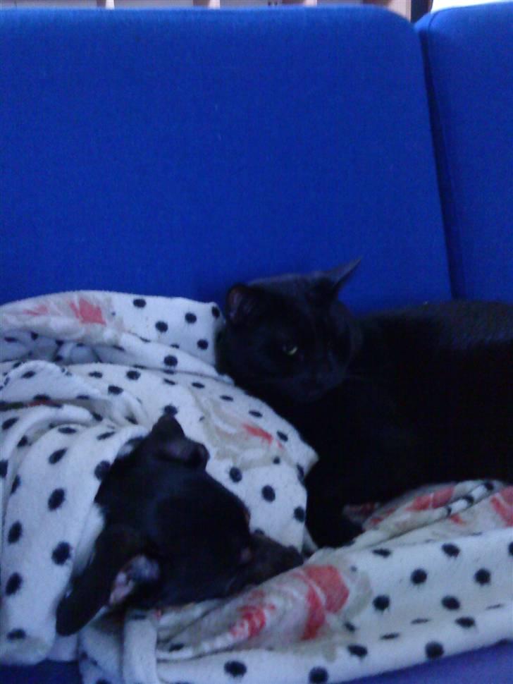 Huskat Kovu - god pude (hunden han bruger)  billede 3