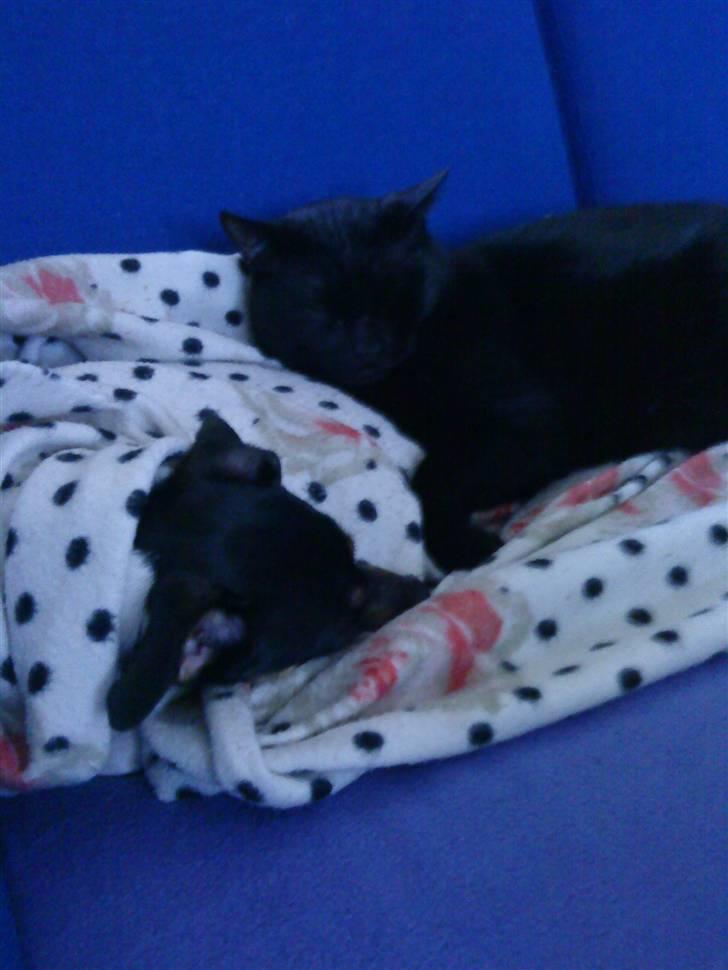 Huskat Kovu - God pude 2 billede 4