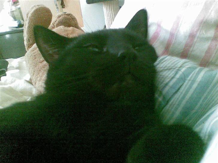 Huskat Kovu - giv mig 5 min mere :P billede 5