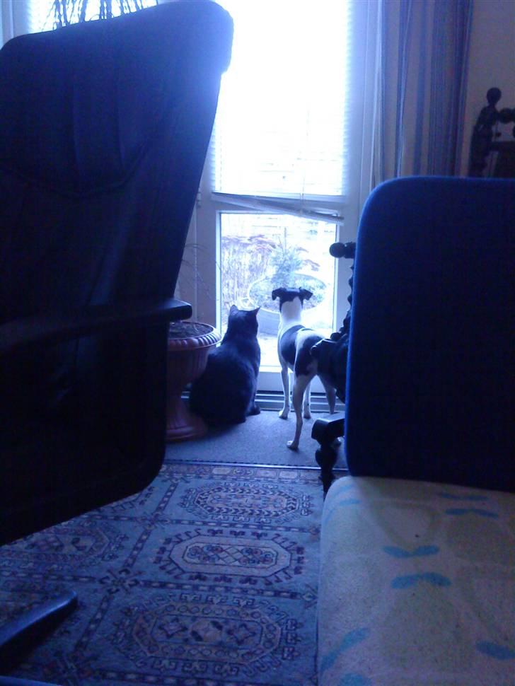 Huskat Kovu - Kan du se noget frokost (frokost = fugle) hehe  billede 6