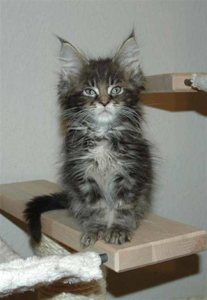 Maine Coon DK Silent Hunter´s Bartok billede 1