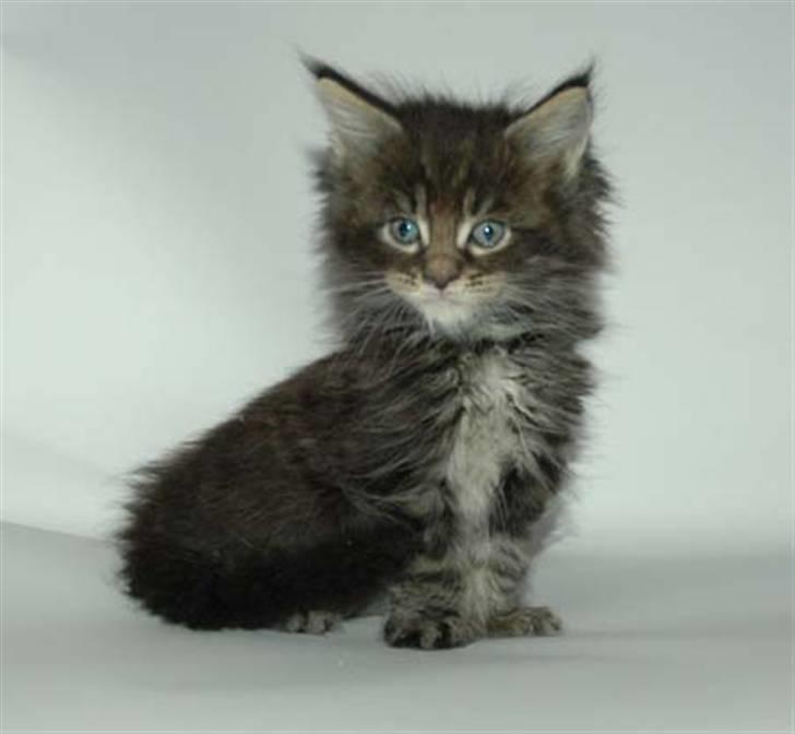 Maine Coon DK Silent Hunter´s Bartok billede 2
