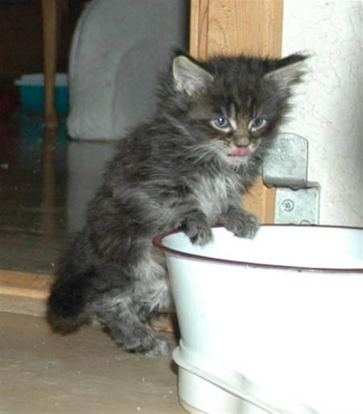 Maine Coon DK Silent Hunter´s Bartok billede 3