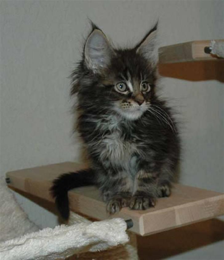 Maine Coon DK Silent Hunter´s Bartok billede 4