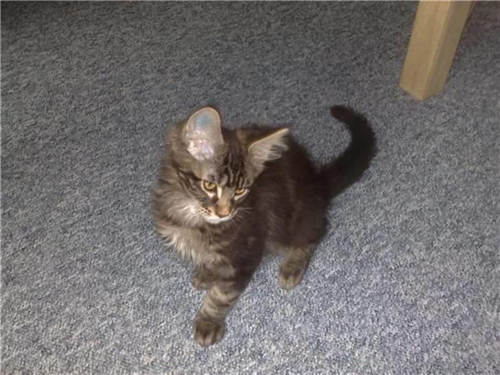 Maine Coon DK Silent Hunter´s Bartok billede 5