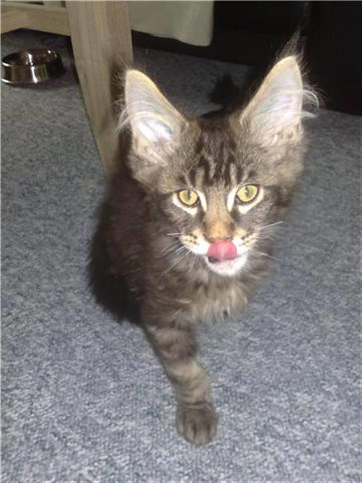 Maine Coon DK Silent Hunter´s Bartok billede 6