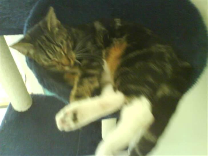 Blanding af racer Tiki billede 19