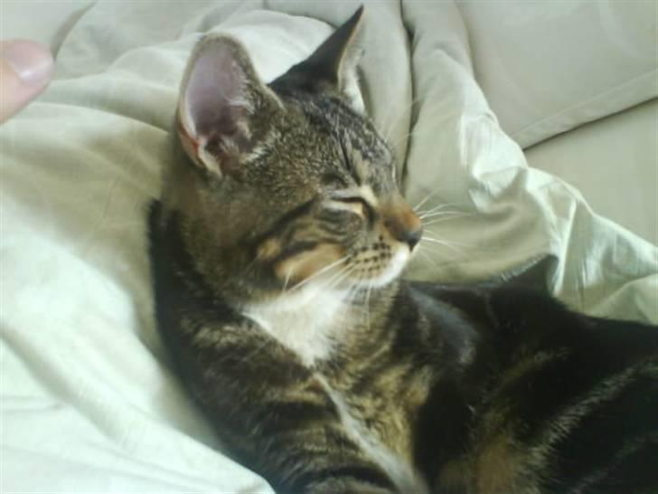 Blanding af racer Tiki billede 20