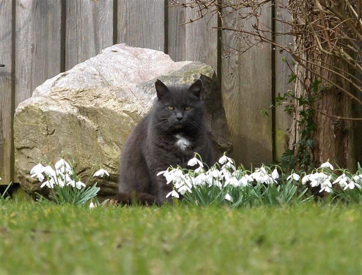 Blanding af racer Trille R.I.P 01/01/10 - sød...sød hehe billede 1