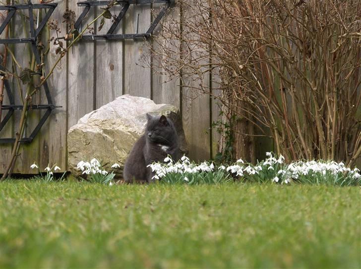 Blanding af racer Trille R.I.P 01/01/10 billede 2