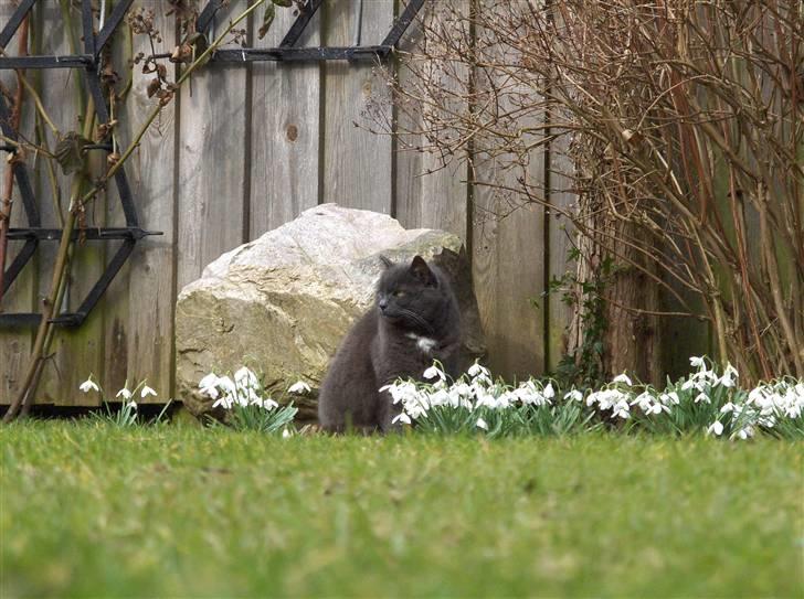 Blanding af racer Trille R.I.P 01/01/10 billede 3