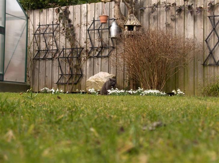 Blanding af racer Trille R.I.P 01/01/10 billede 4