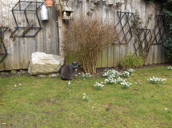 Blanding af racer Trille R.I.P 01/01/10 billede 5