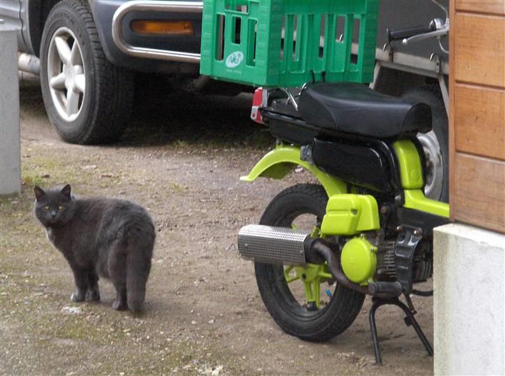 Blanding af racer Trille R.I.P 01/01/10 - ps. det er min dejlige.... knallert hehe billede 6