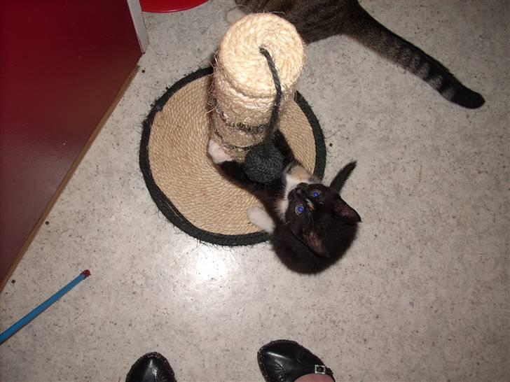 Blanding af racer Nille billede 8