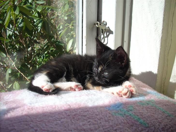 Blanding af racer Nille billede 9