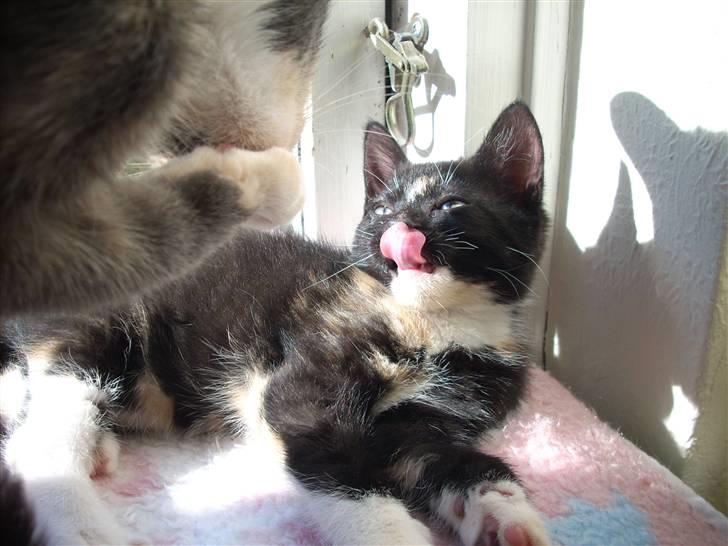 Blanding af racer Nille billede 10