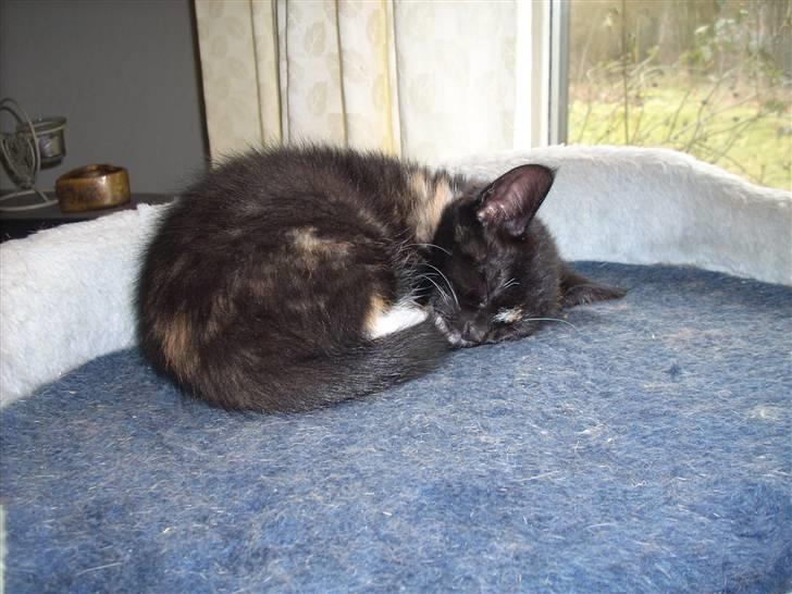 Blanding af racer Nille billede 11