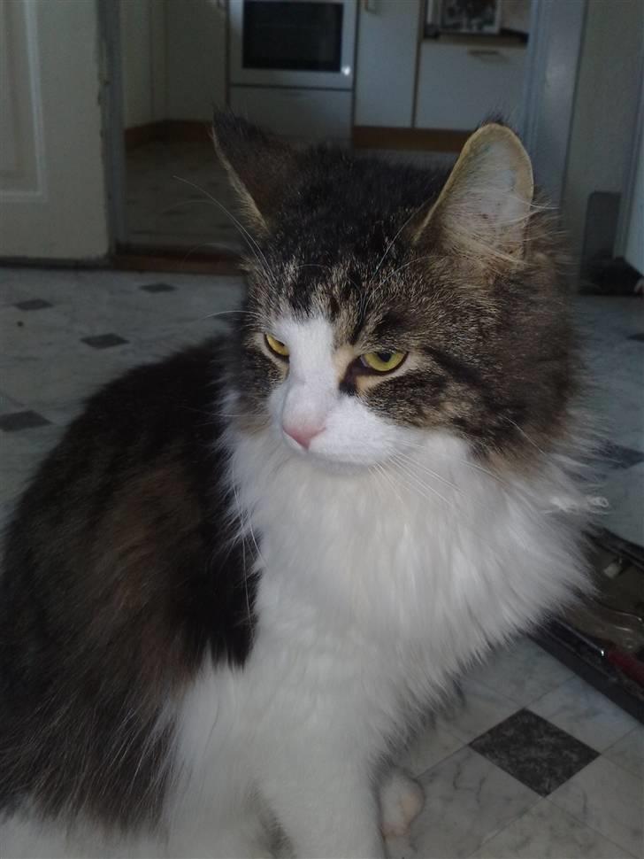 Blanding af racer Bamse - Nyt billede af bamse, han er da blevet en flot fyr ? billede 4