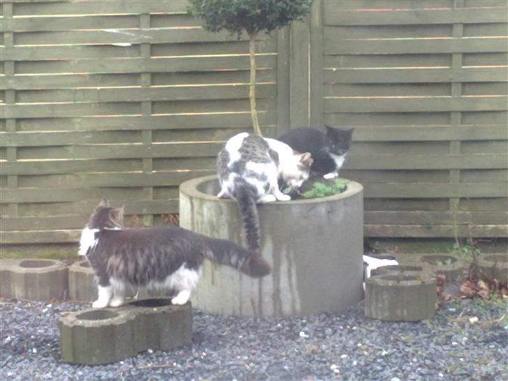 Blanding af racer Bamse - Undre mig over hvad de mon laver......  billede 5