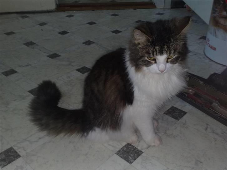 Blanding af racer Bamse - Smuk - mig ..... Ja da.....  billede 6