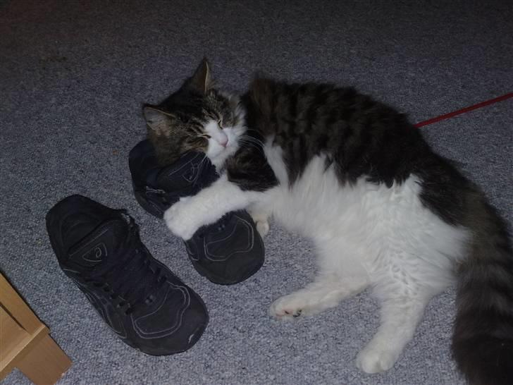 Blanding af racer Bamse - uum .... Mors sure sko....  billede 7